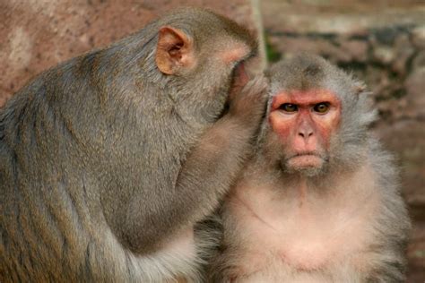 Unlocking Monkey Minds: Analyzing Primate Responses to Magic